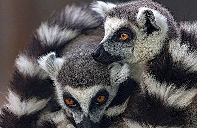 《神秘海域：盗贼遗产合集》Steam在线峰值仅1万出头